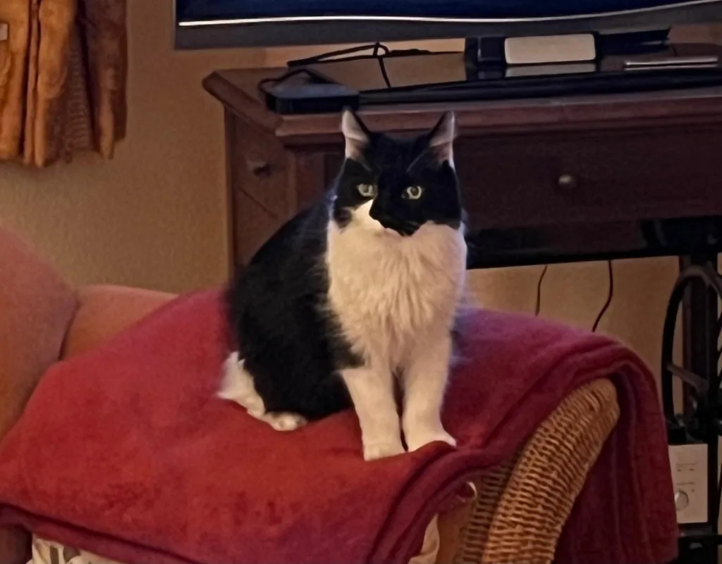 Das Bild zeigt einen Schwarz-Weißen Kater