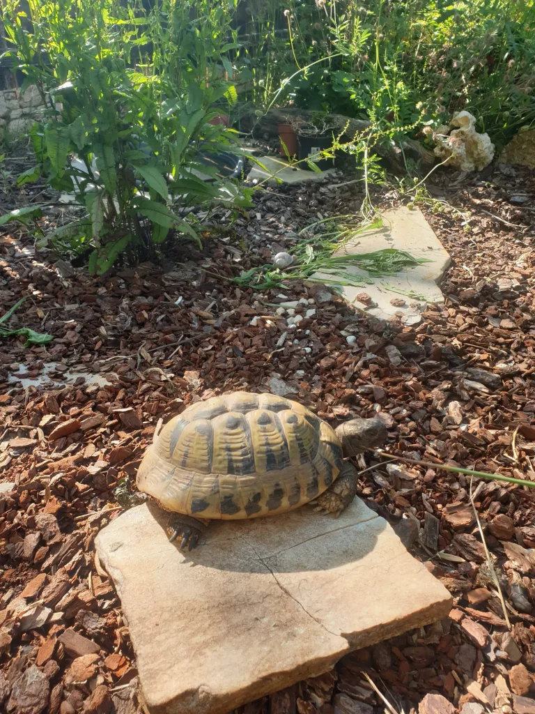 Das Bild zeigt eine Schildkröte auf einem Stein sitzend